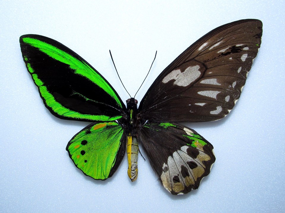 Ornithoptera priamus poseidon (gynandromorph - Alex Bic) (Internet Image property of respective owner, non-commercial use only)